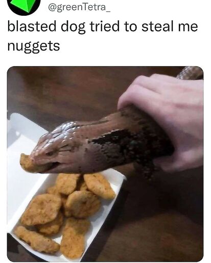 Thieving dog