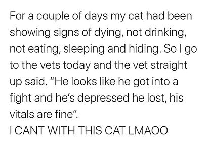 Sad cat is sad