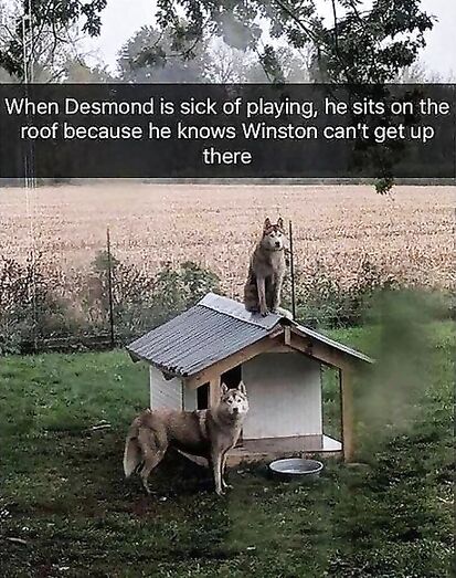 Named one of his dogs Desmond