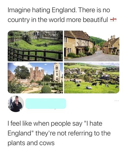 The cows did nothing wrong!