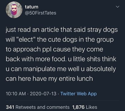 Dogs are smarter then we give them credit for