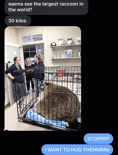 Furry chonker that needs a hug