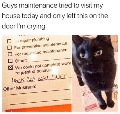 Black Cat is Boss