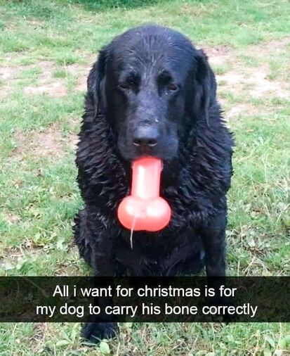 This dog prefers this toy