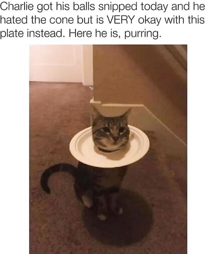 Cat accept their fate