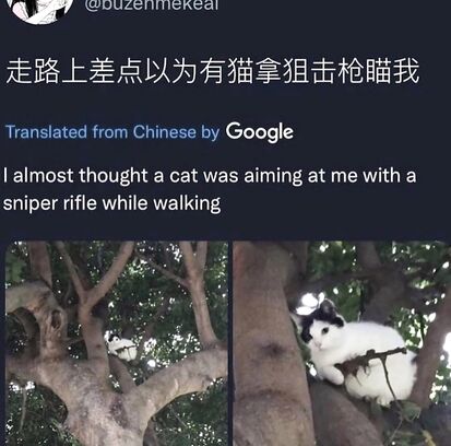 Sniper cat